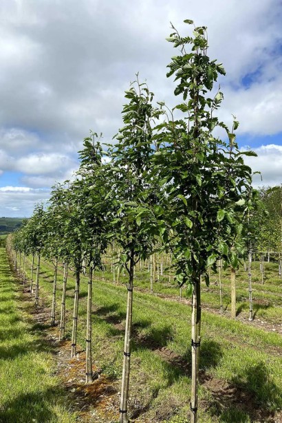 Sorbus thurigiaca – декоративне дерево для саду